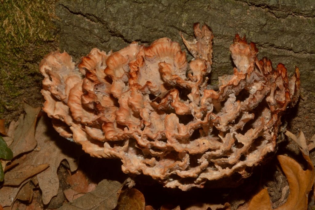 Piccola escursione in bosco di pianura